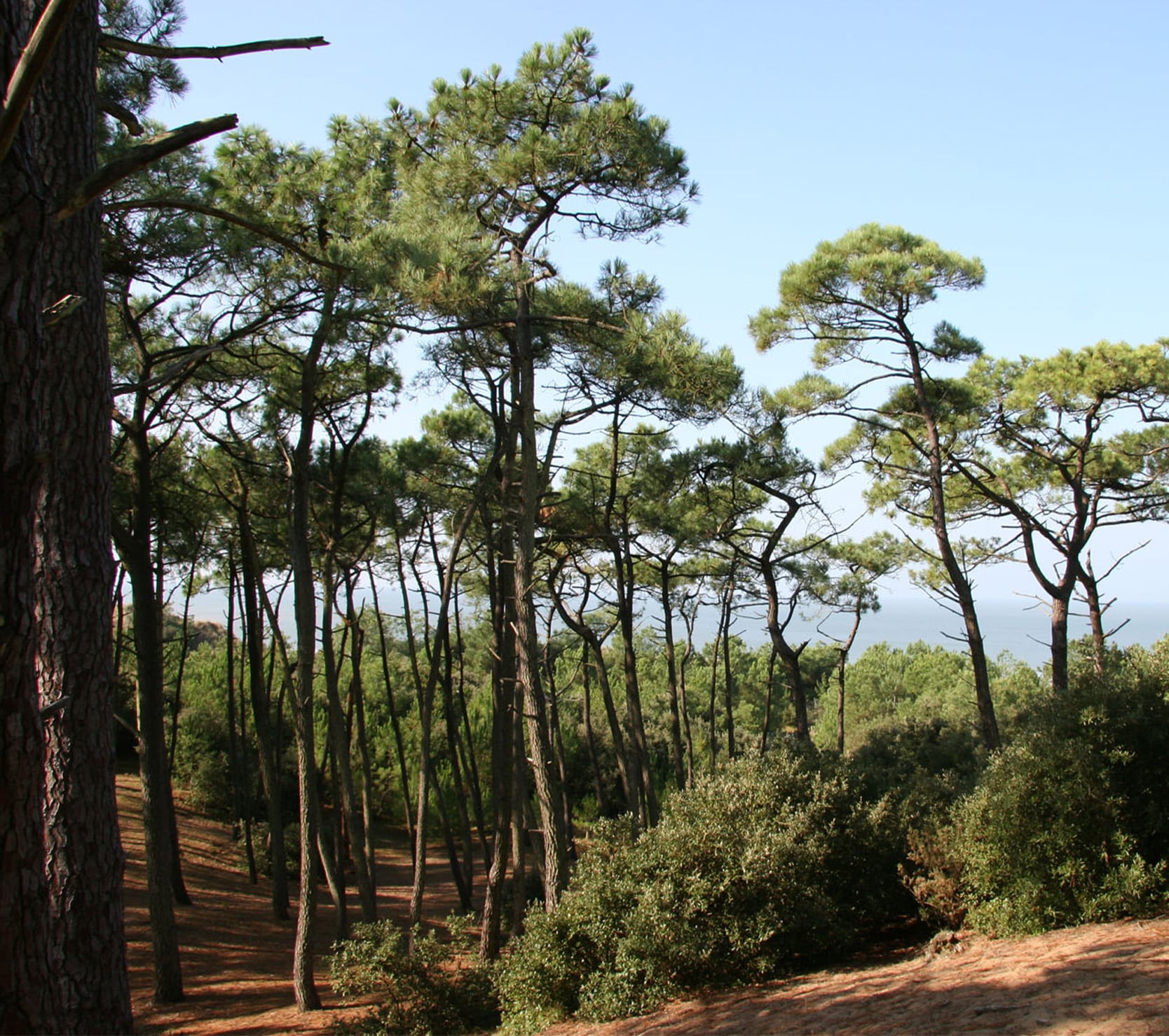 Côte de Jade